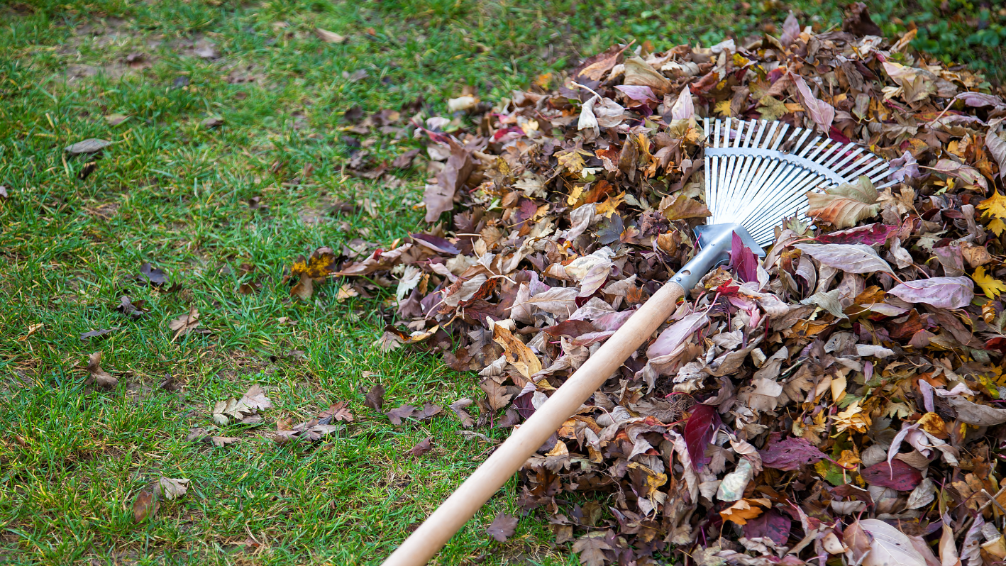 A pile of leaves with a rake in it